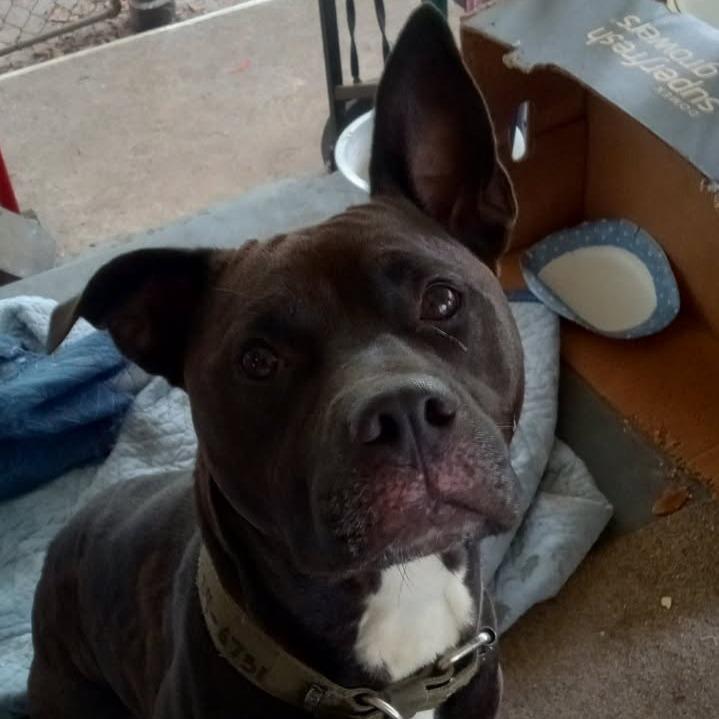 Enlarge Quinn, a Adoptable Mixed Breed in Jacksonville, FL image 6/6