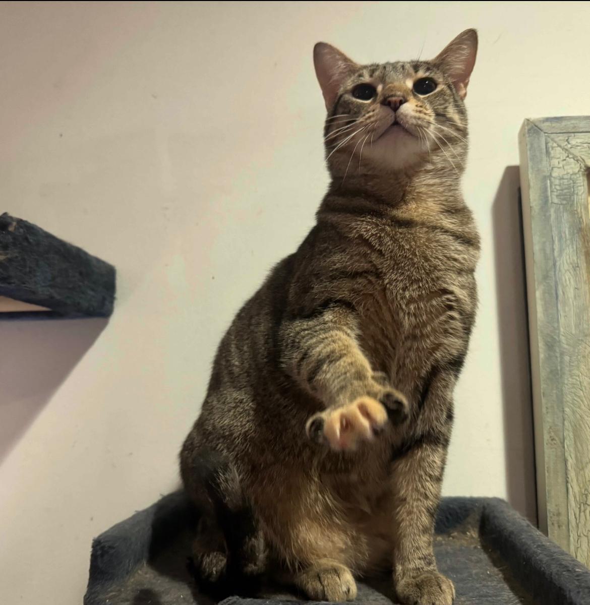 Enlarge Sasha Fierce, a Adoptable Domestic Short Hair in Philadelphia, PA image 1/3