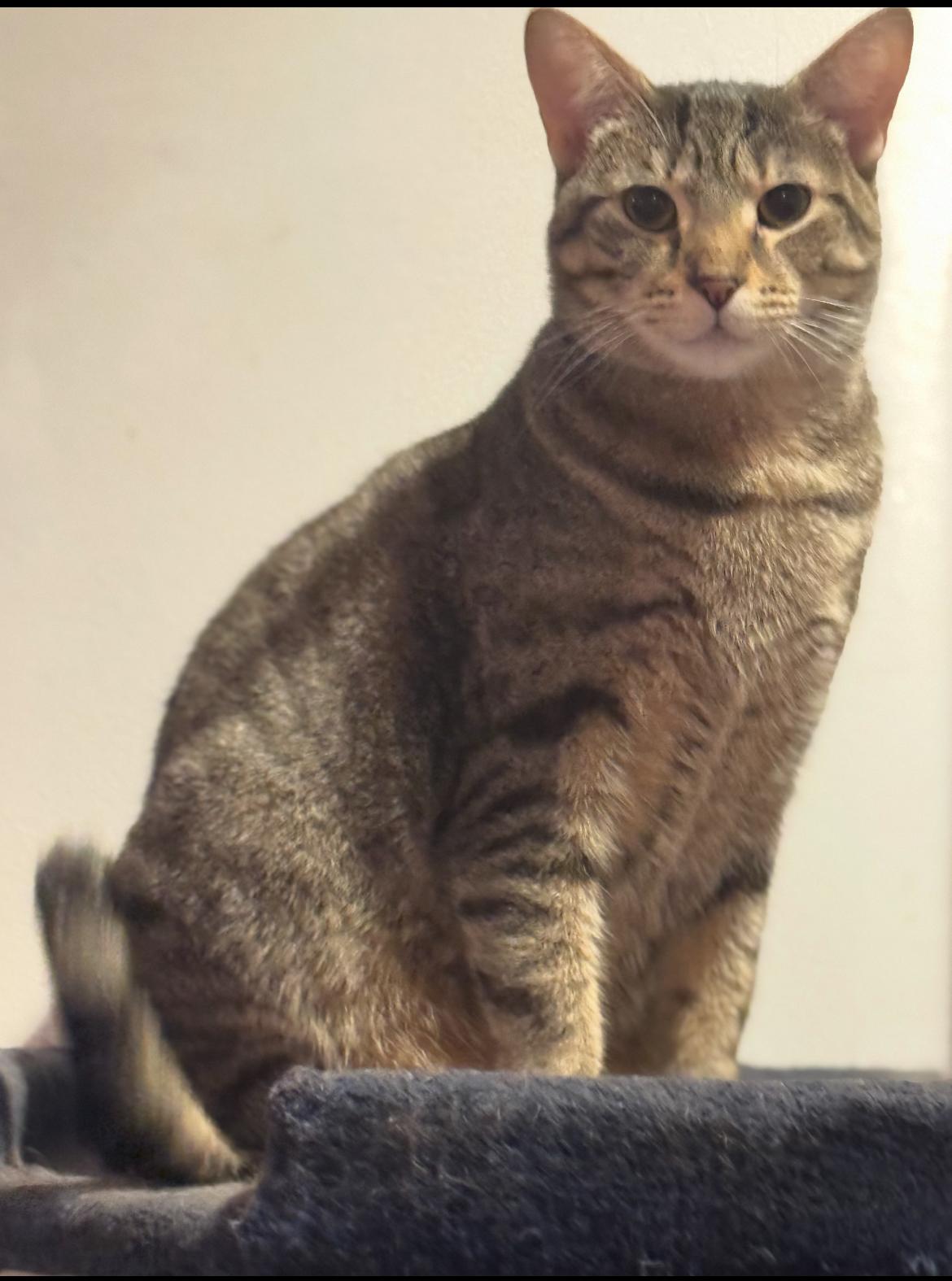 Enlarge Sasha Fierce, a Adoptable Domestic Short Hair in Philadelphia, PA image 2/3