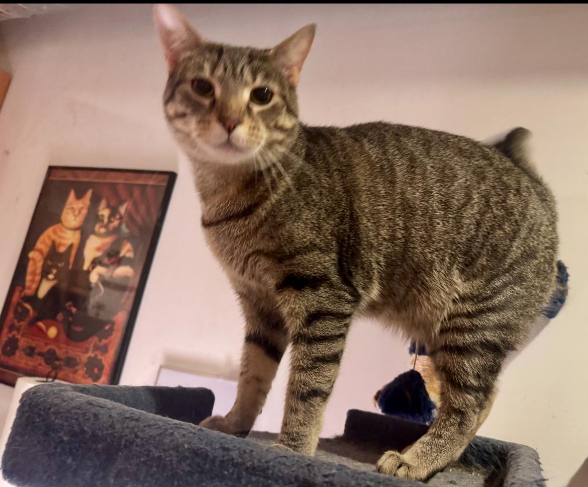 Enlarge Sasha Fierce, a Adoptable Domestic Short Hair in Philadelphia, PA image 3/3