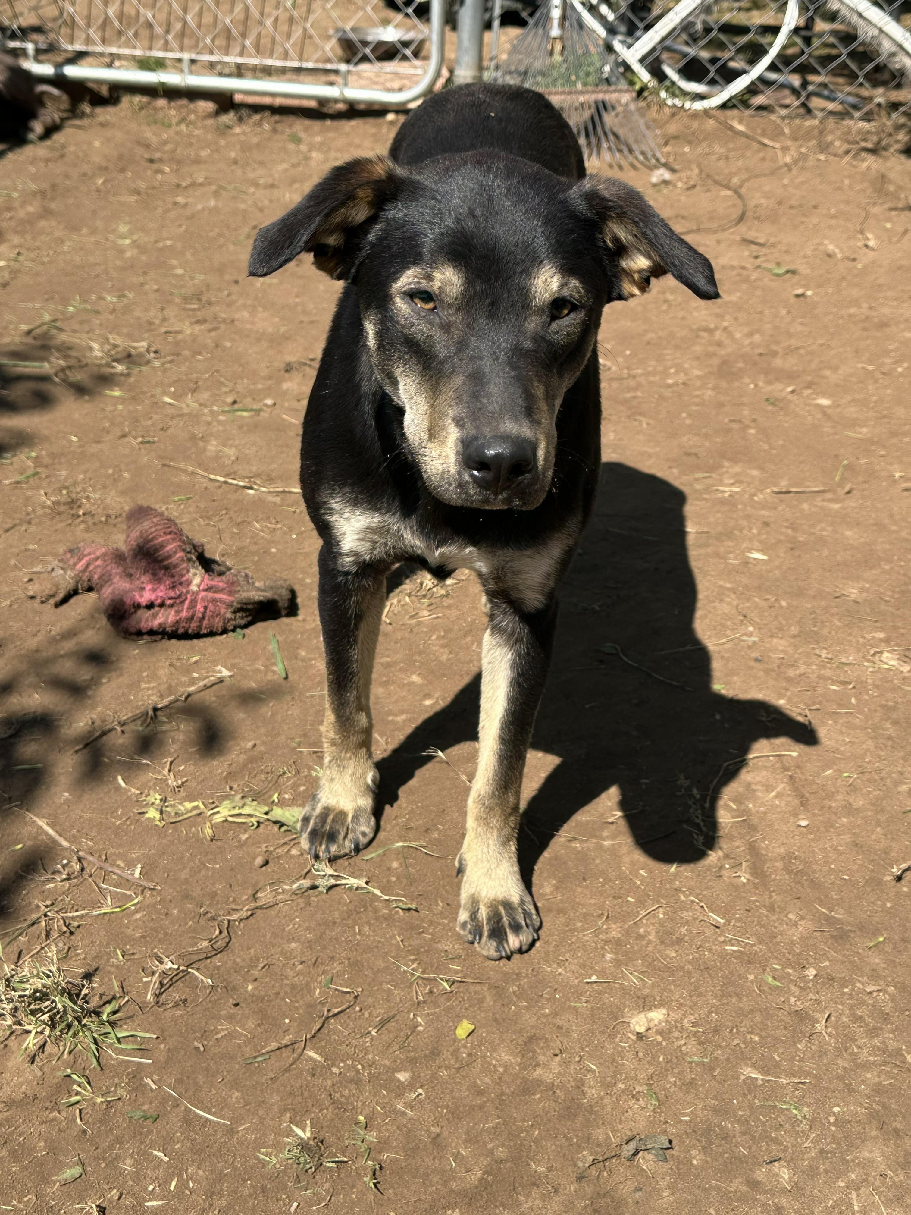 Vatani, a Adoptable mixed breed in Philadelphia, PA image 1/2