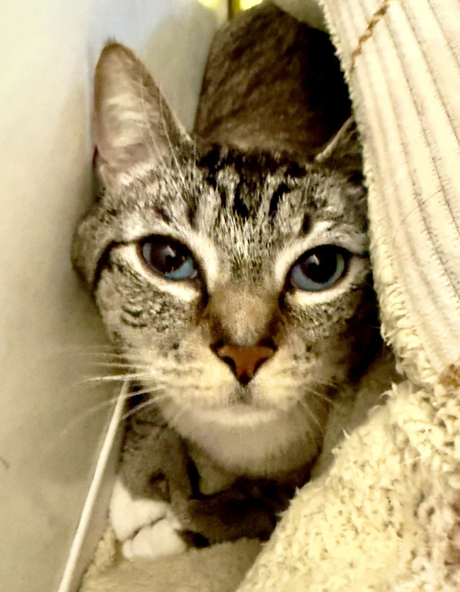 Enlarge Spicy Shrimp, an adopted Domestic Short Hair in Boise, ID image 1/1