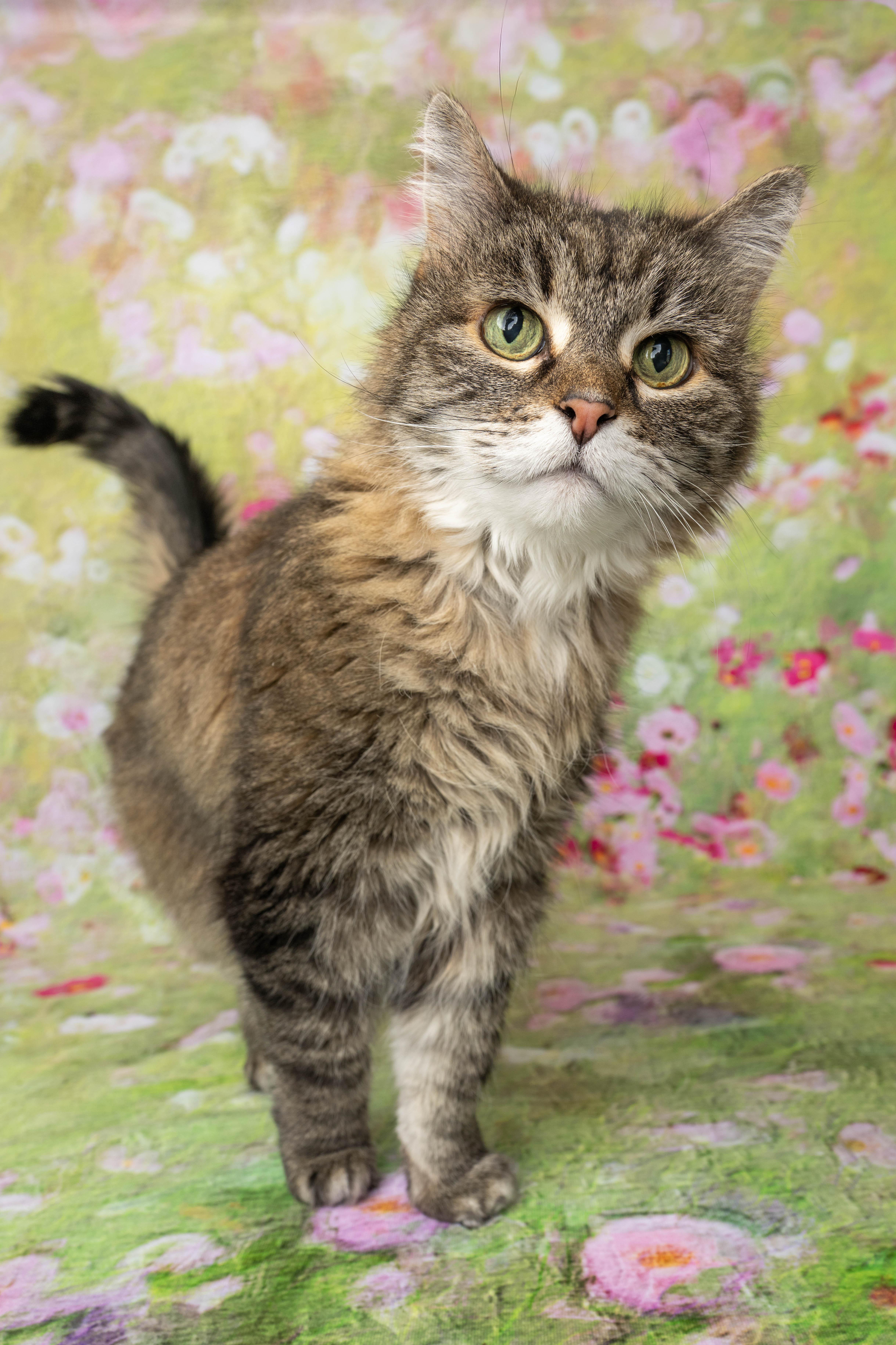 Tessa, a ADOPTABLE Domestic Medium Hair in Rock Springs, WY image 5/5