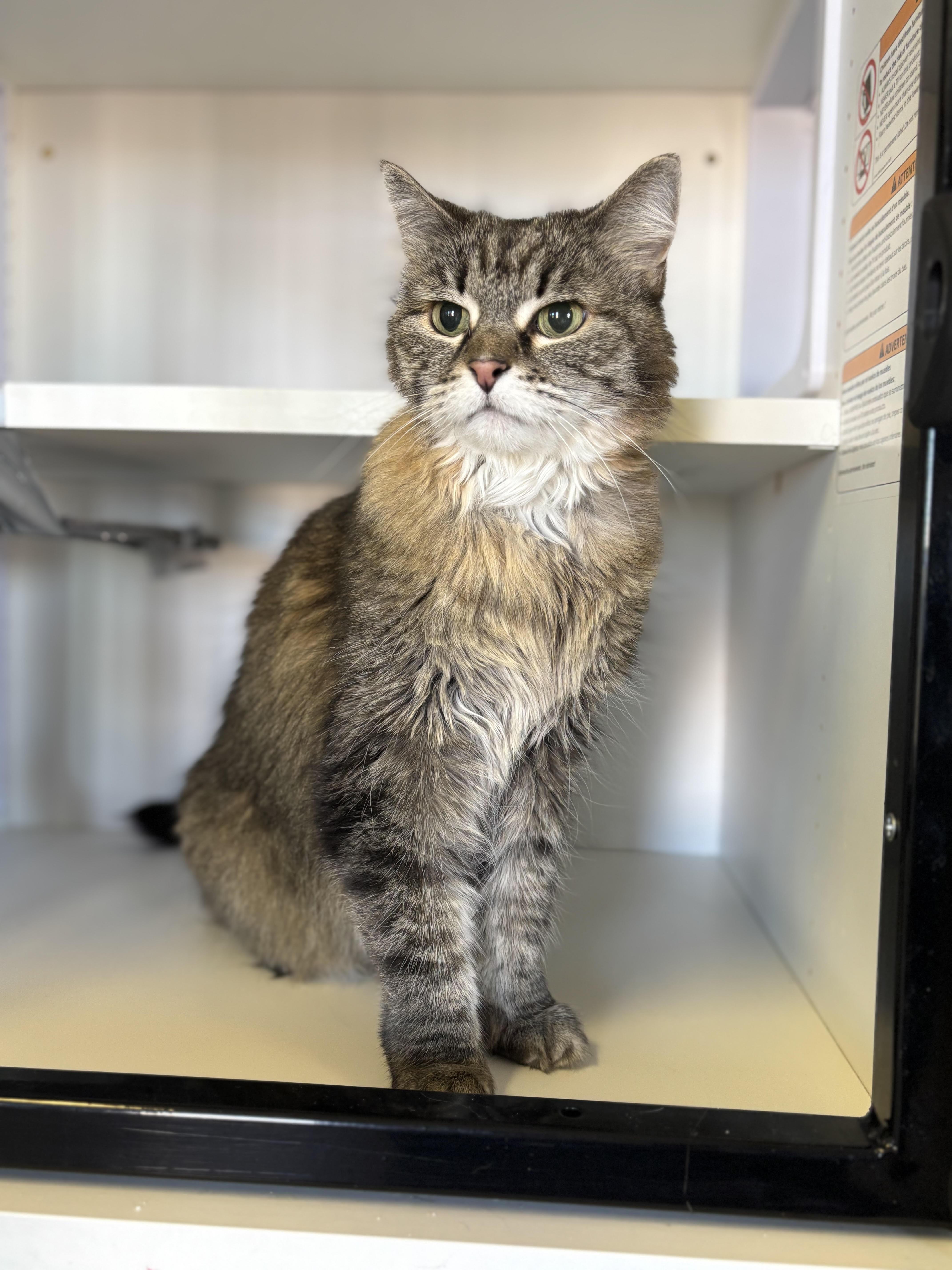 Tessa, ADOPTABLE, Senior Female Domestic Medium Hair.