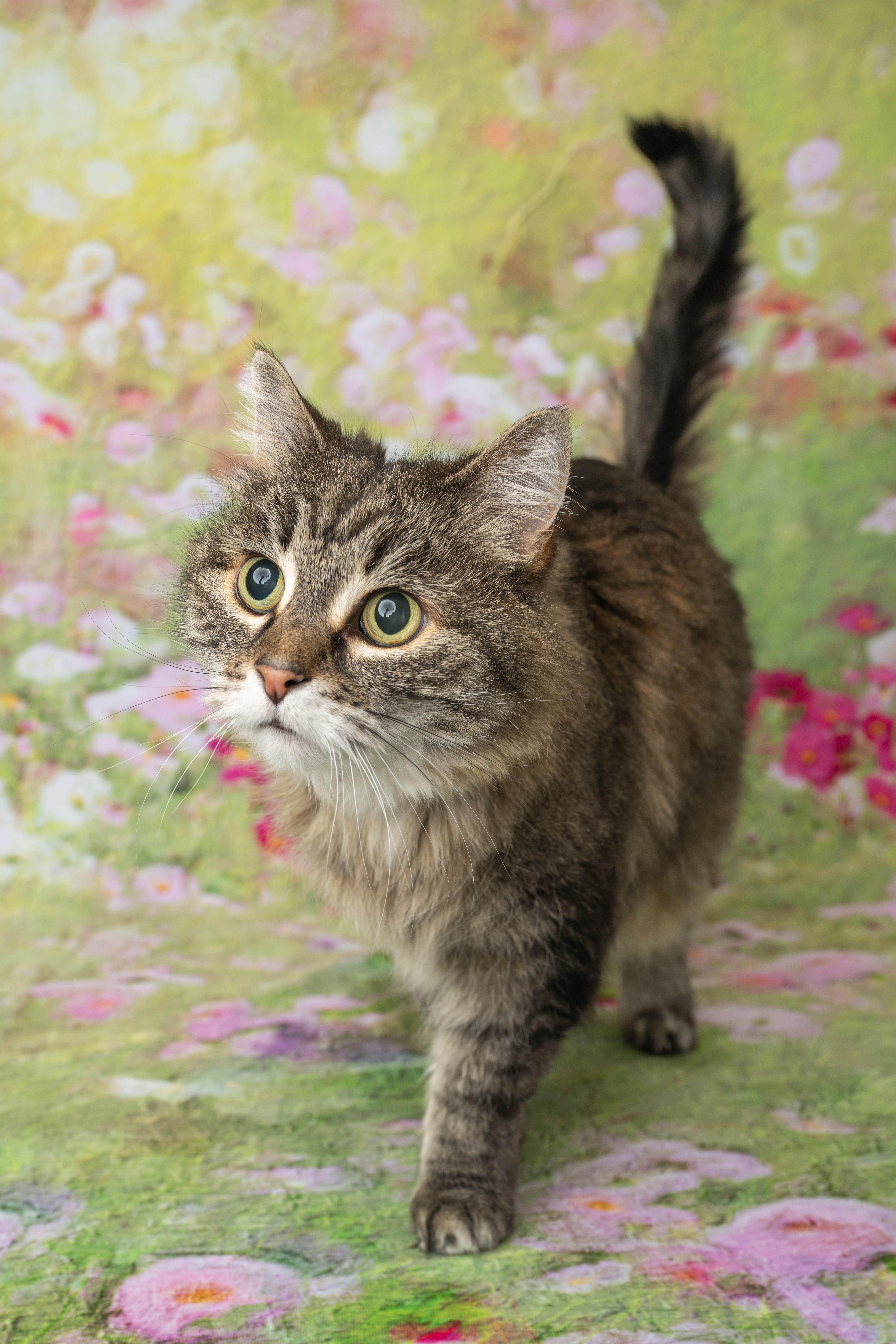 Tessa, a ADOPTABLE Domestic Medium Hair in Rock Springs, WY image 4/5