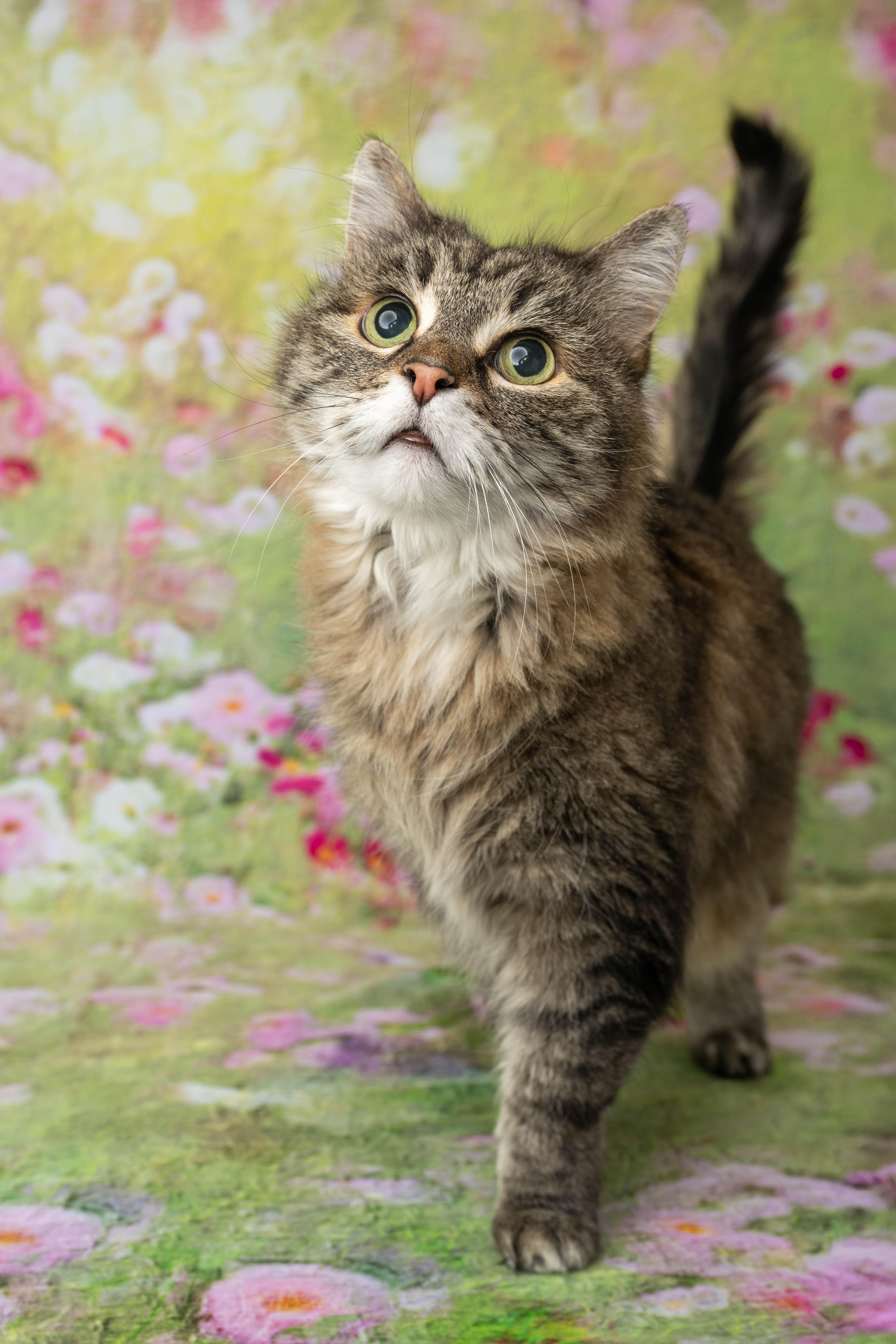 Tessa, ADOPTABLE, Senior Female Domestic Medium Hair.