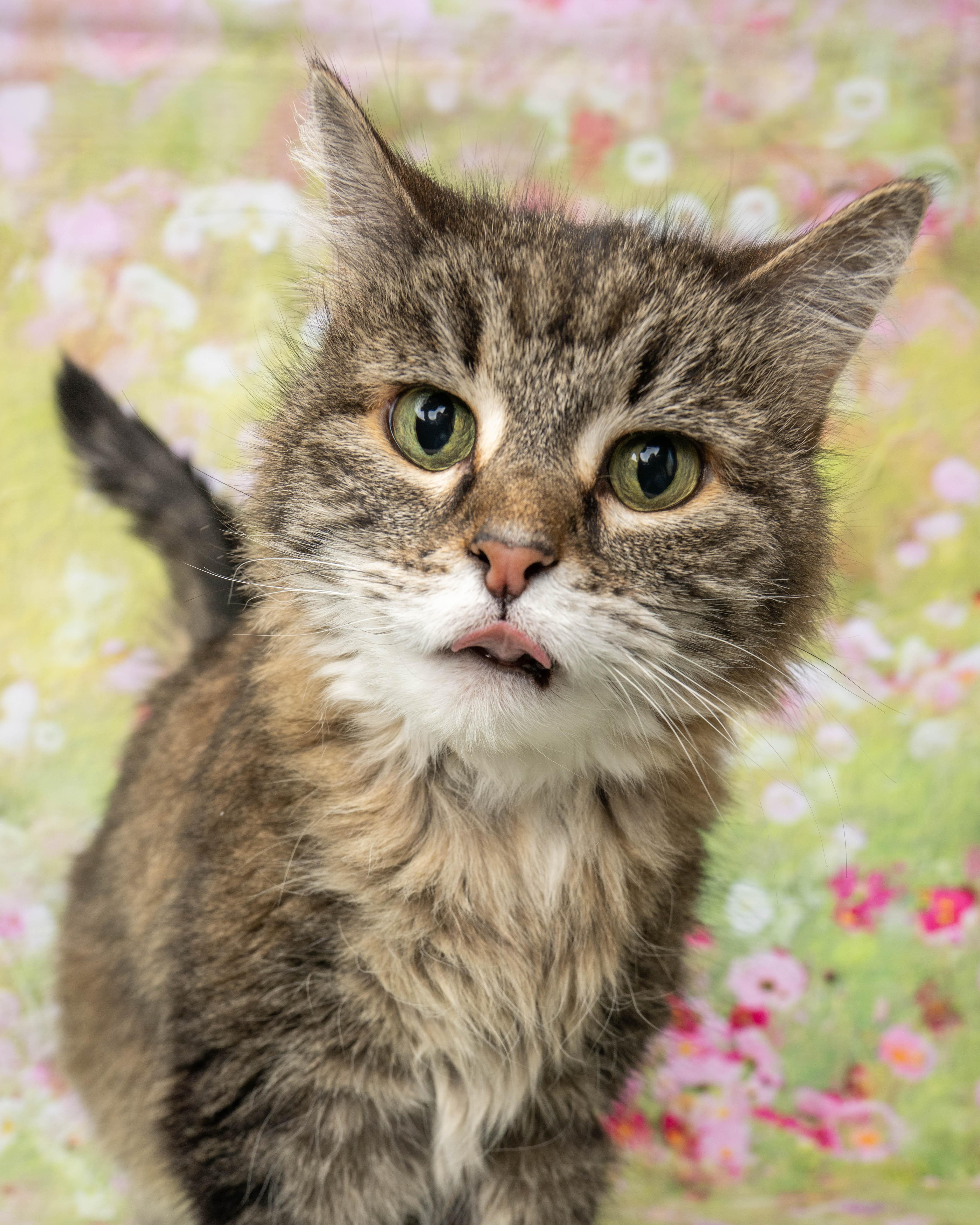 Tessa, a ADOPTABLE Domestic Medium Hair in Rock Springs, WY image 3/5