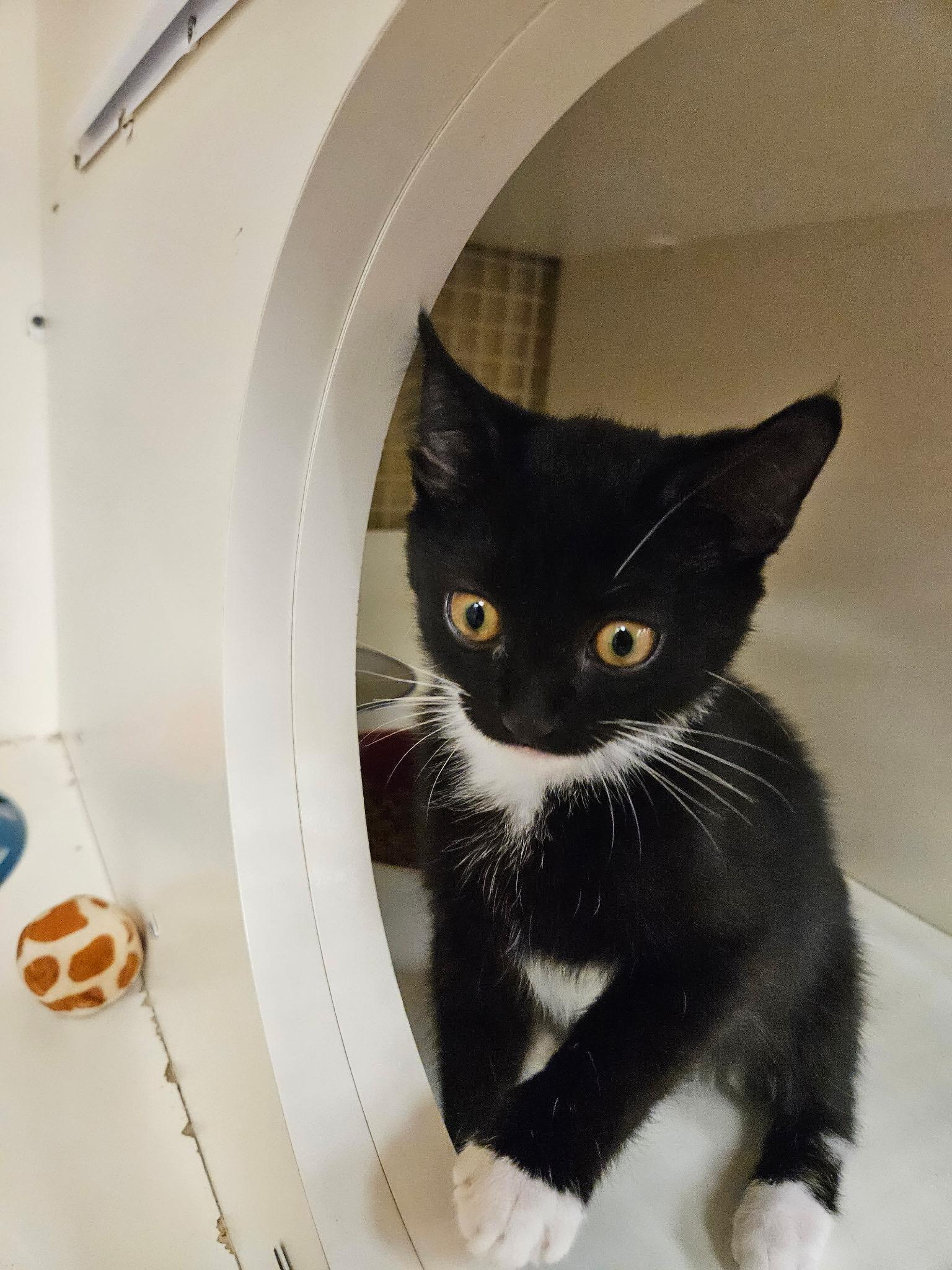 Enlarge Shadow & Buttercup, an adopted Domestic Short Hair in Seaford, DE image 1/2