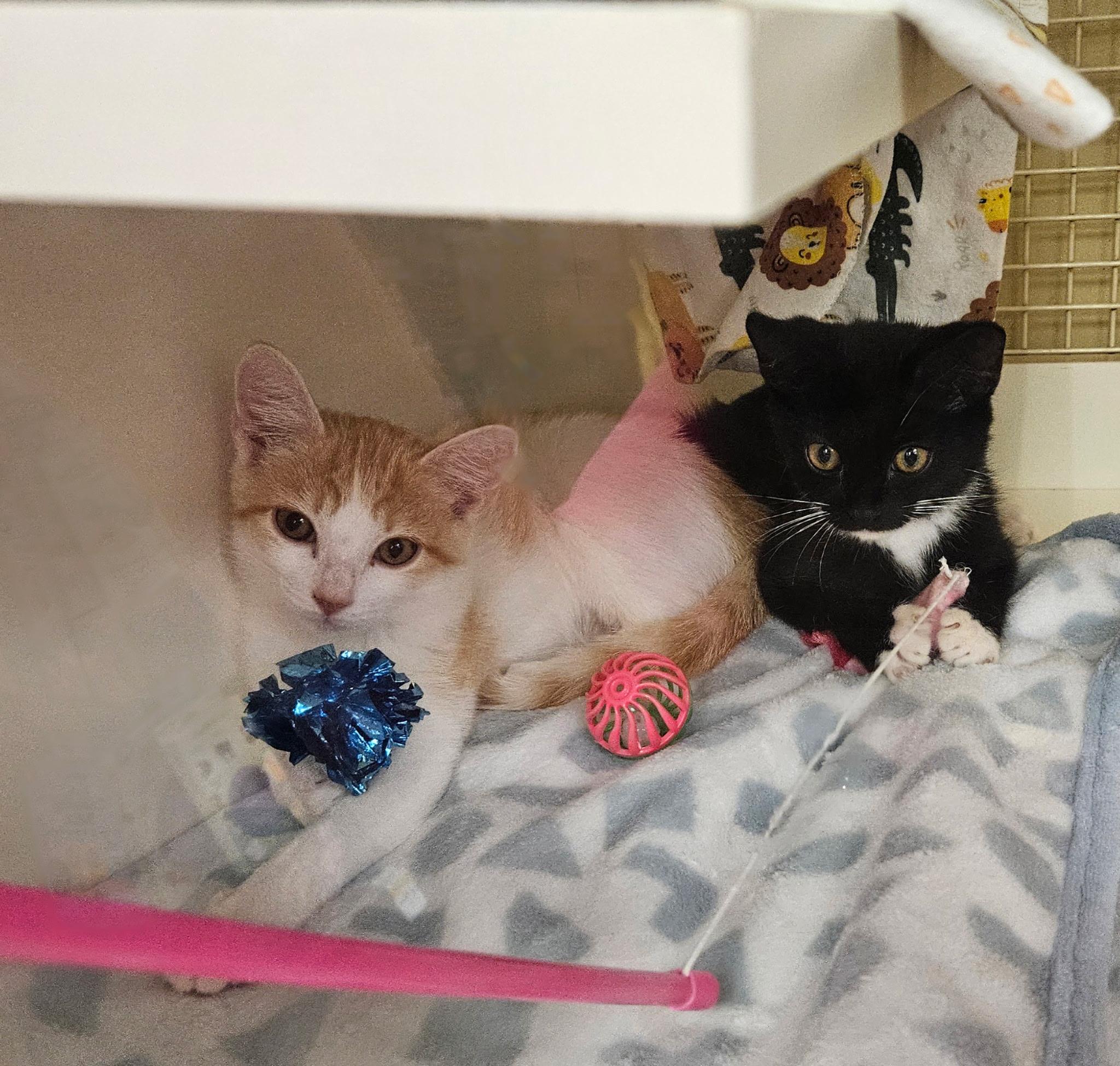 Enlarge Shadow & Buttercup, an adopted Domestic Short Hair in Seaford, DE image 2/2