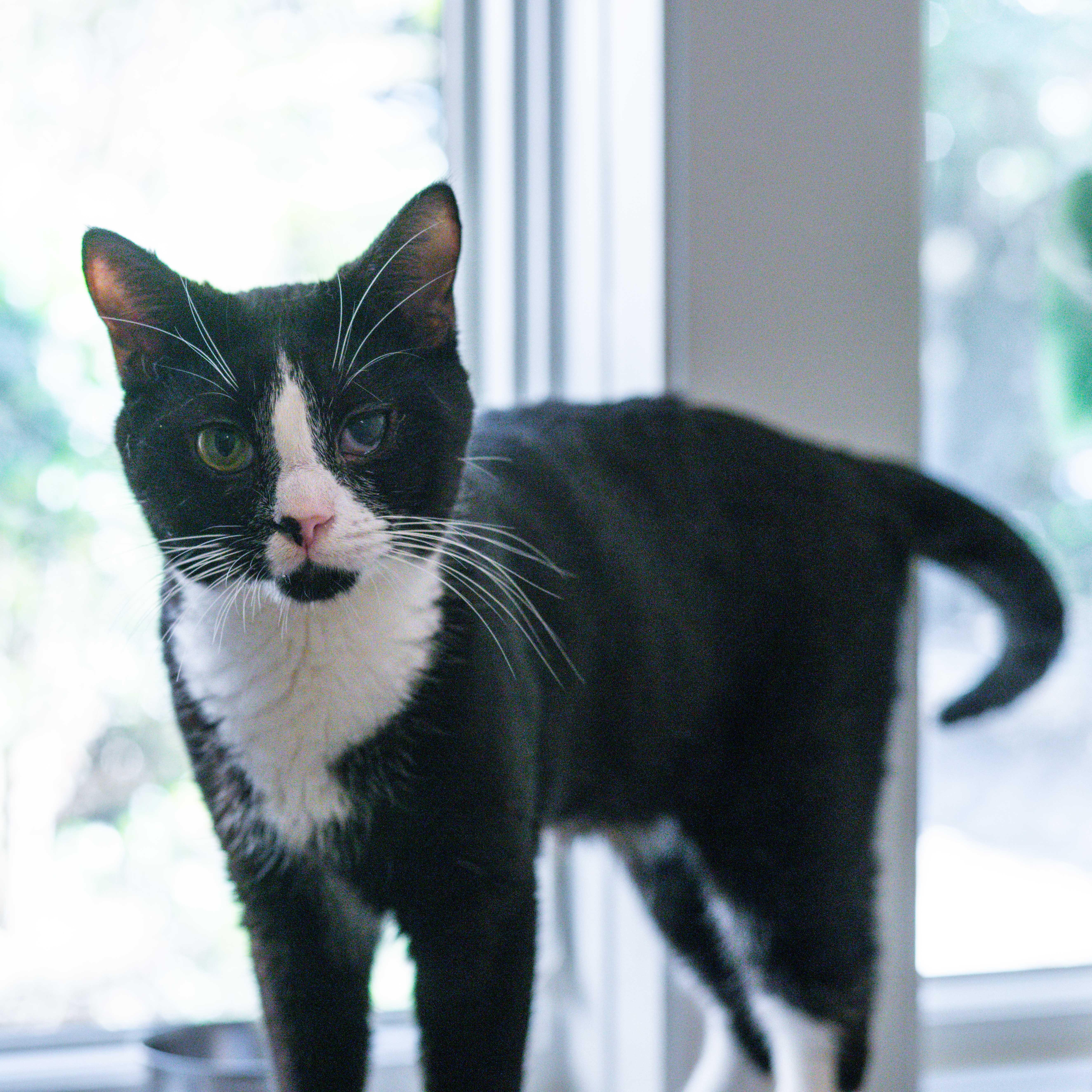 Jeff, Adoptable, Young Male Domestic Short Hair.