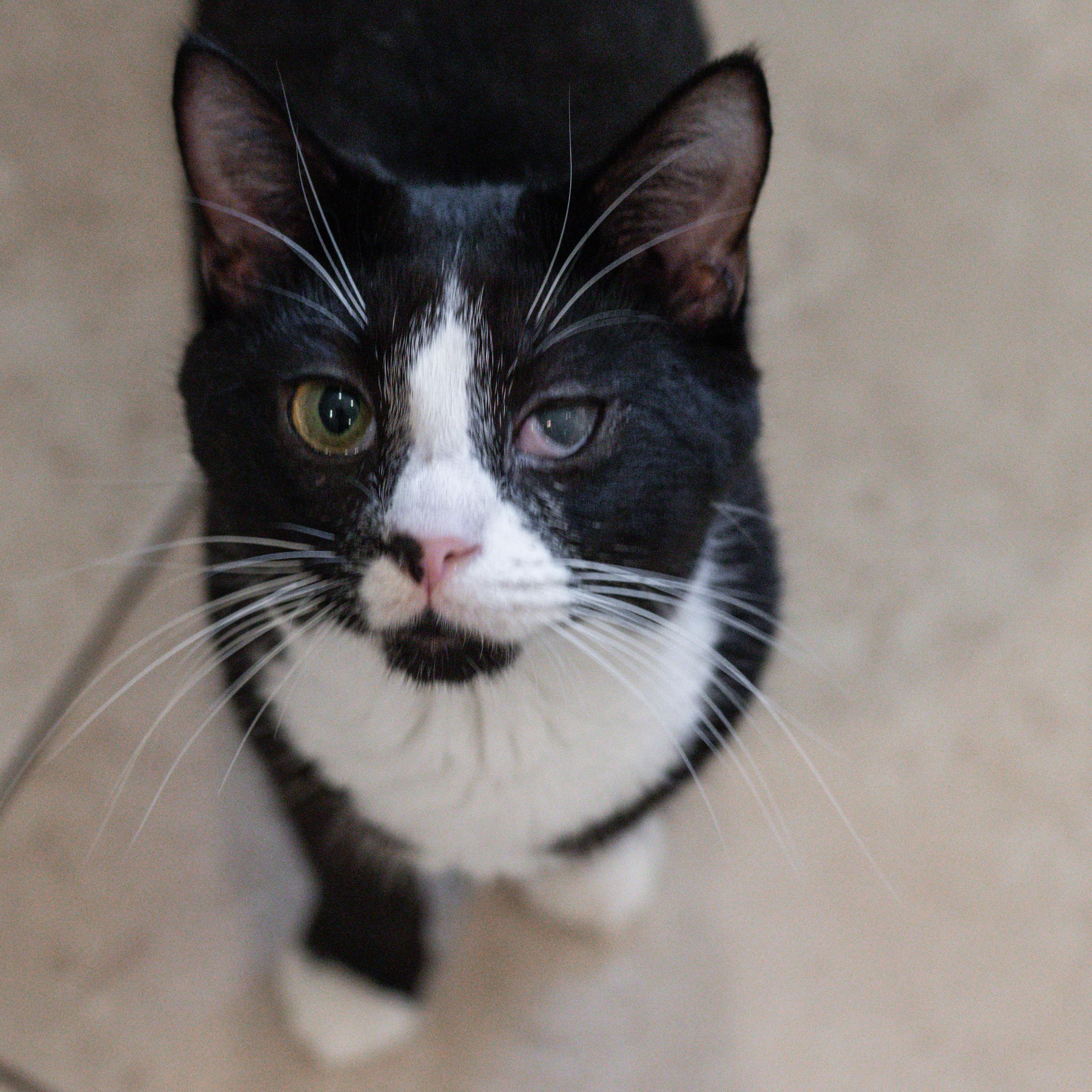 Enlarge Jeff, a Adoptable Domestic Short Hair in Hilton Head Island, SC image 2/3