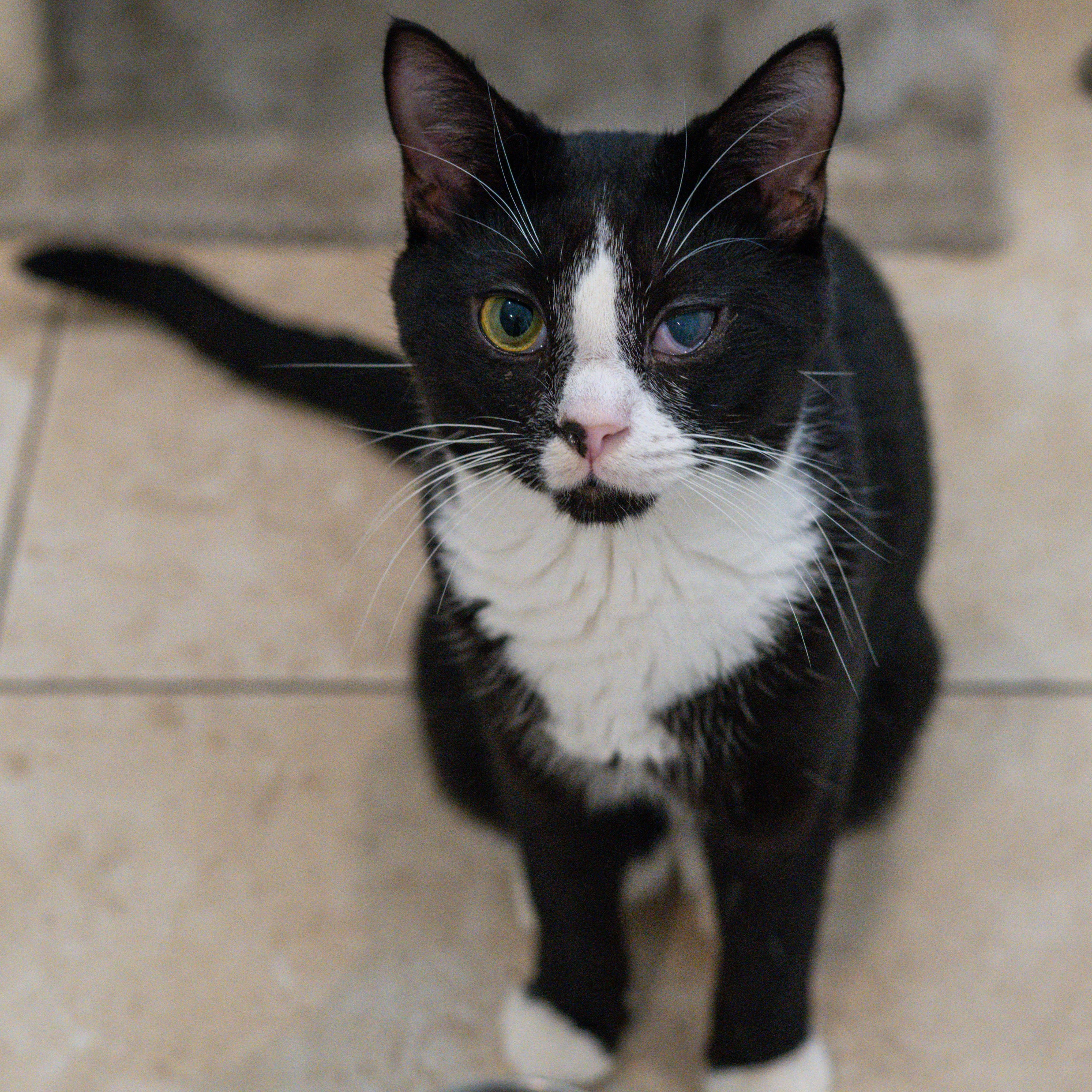 Enlarge Jeff, a Adoptable Domestic Short Hair in Hilton Head Island, SC image 3/3