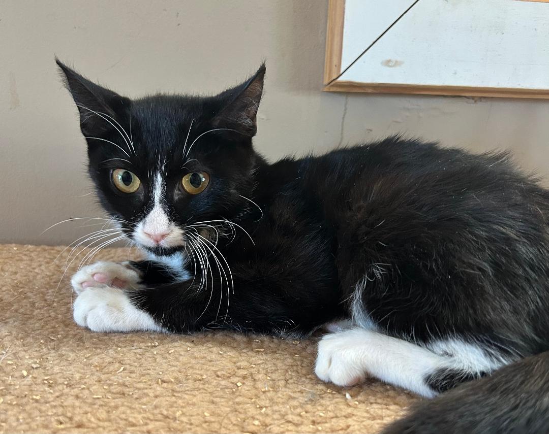 Gumdrop, a Adoptable Domestic Short Hair in Sayreville, NJ image 2/2