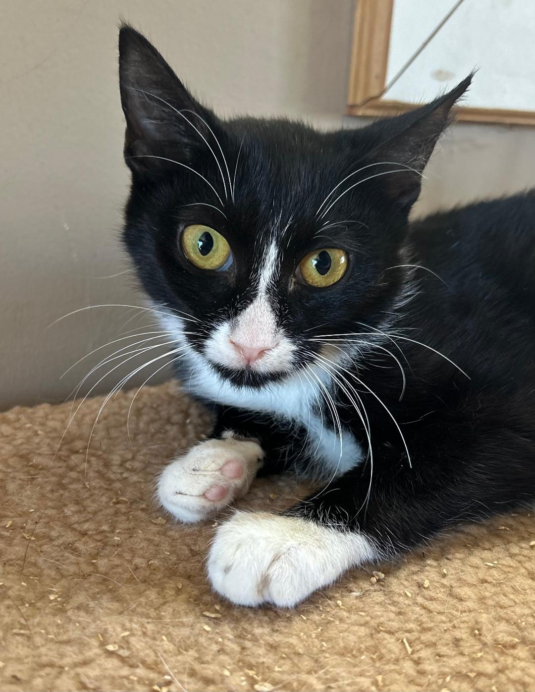 Gumdrop, a Adoptable Domestic Short Hair in Sayreville, NJ image 1/2