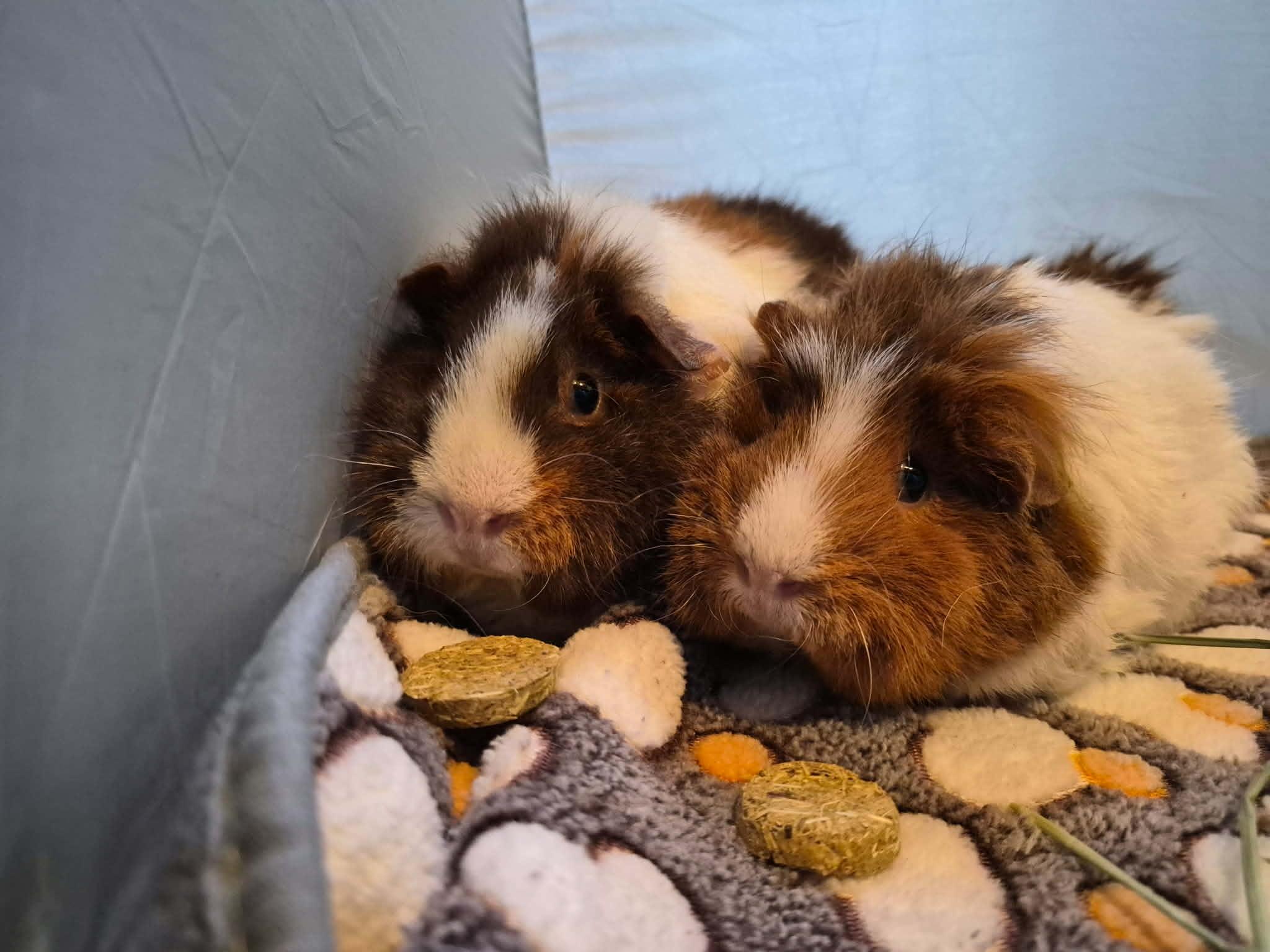 Enlarge Miso and Wasabi bonded pair females, a Adopted Rex in Sauk Village, IL image 2/6