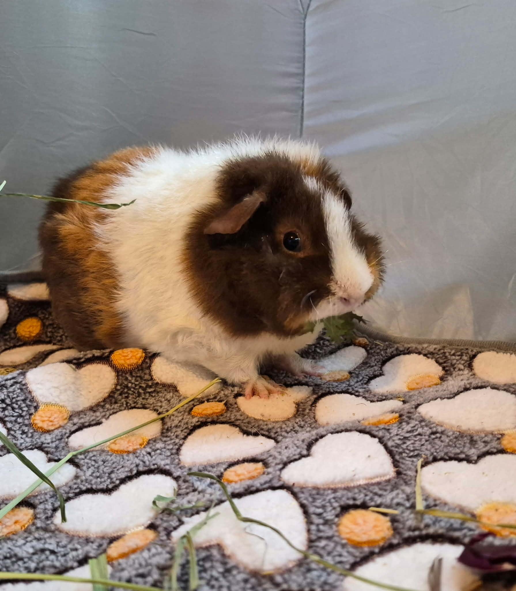 Enlarge Miso and Wasabi bonded pair females, a Adopted Rex in Sauk Village, IL image 5/6