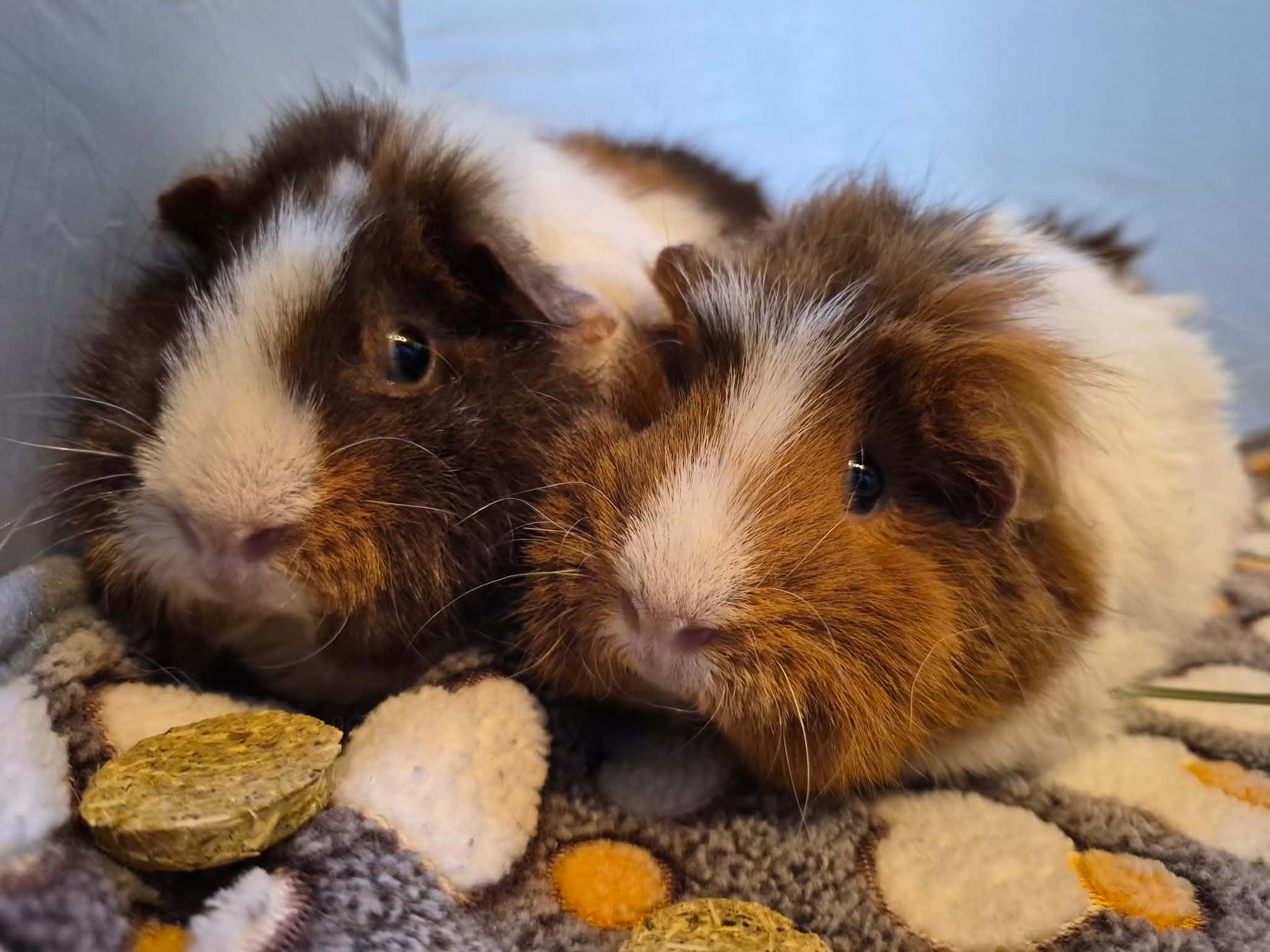 Miso and Wasabi bonded pair females, Adopted, Young Female Rex.