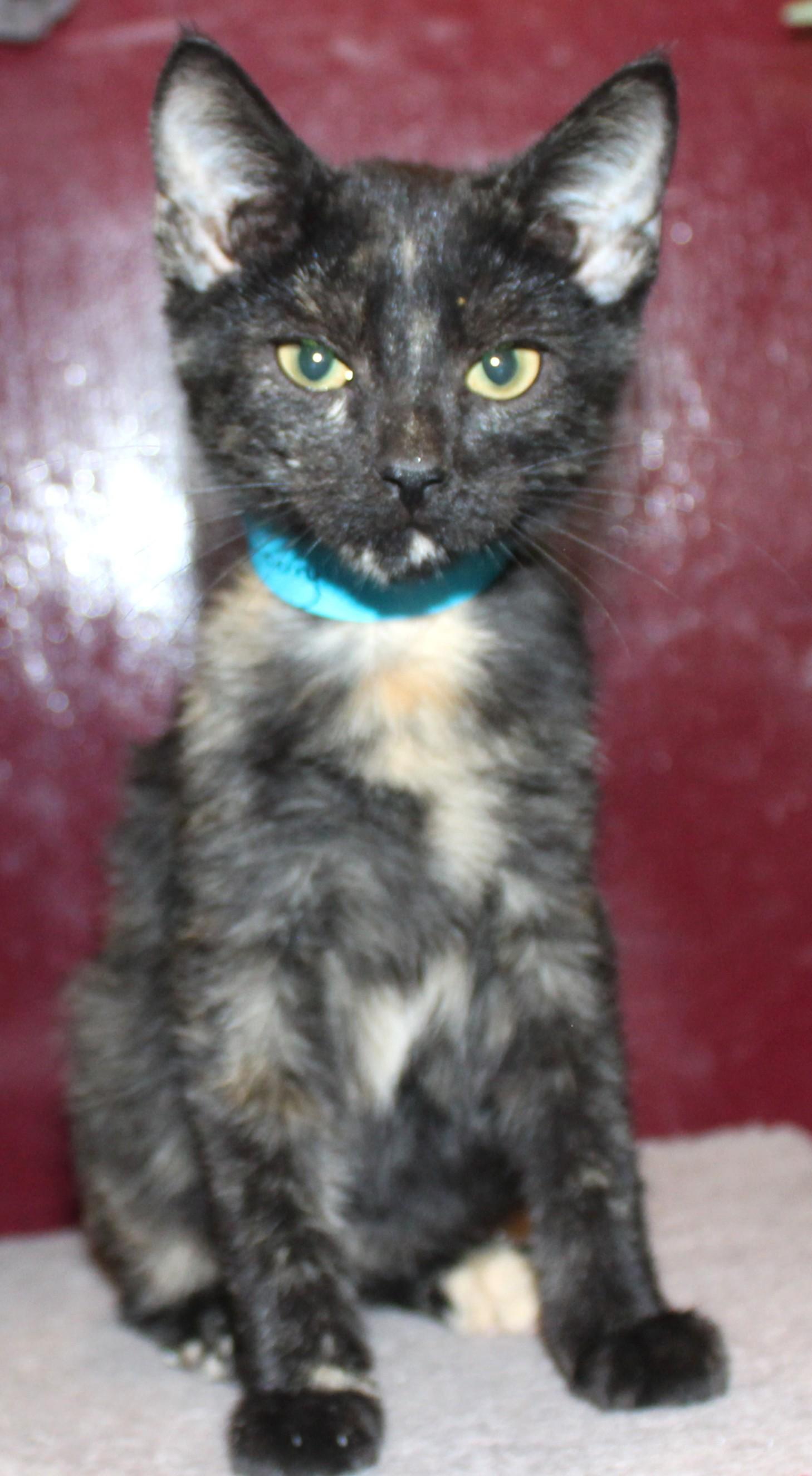 Blackberry, Adoptable, Kitten Female Domestic Short Hair.
