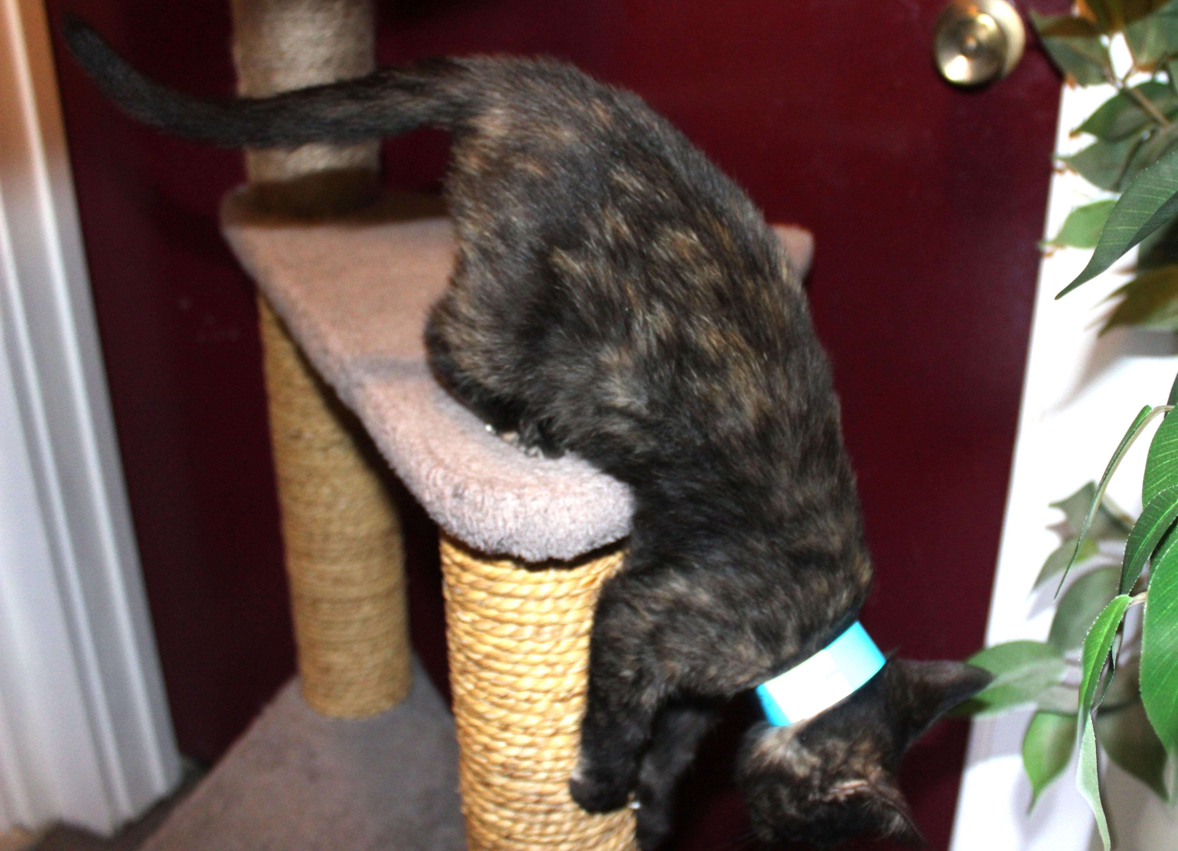 Enlarge Blackberry, a Adoptable Domestic Short Hair in Huron, SD image 2/3