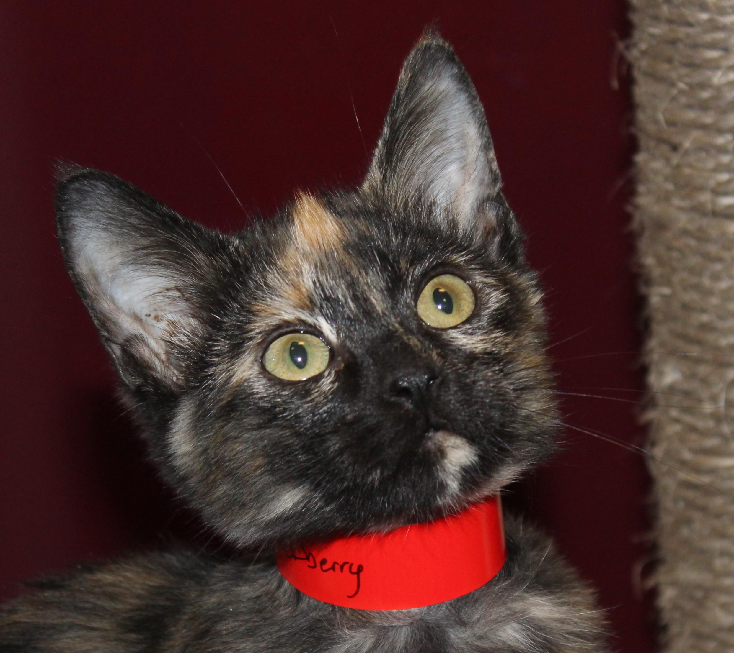 Enlarge Blackberry, a Adoptable Domestic Short Hair in Huron, SD image 3/3