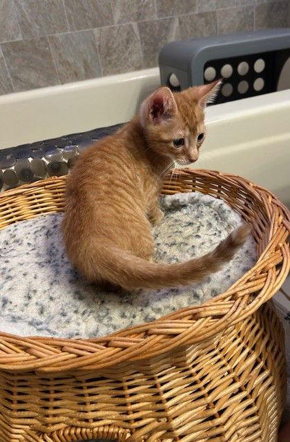 Enlarge Sammy, a Adopted Tabby in Orlando, FL image 1/3