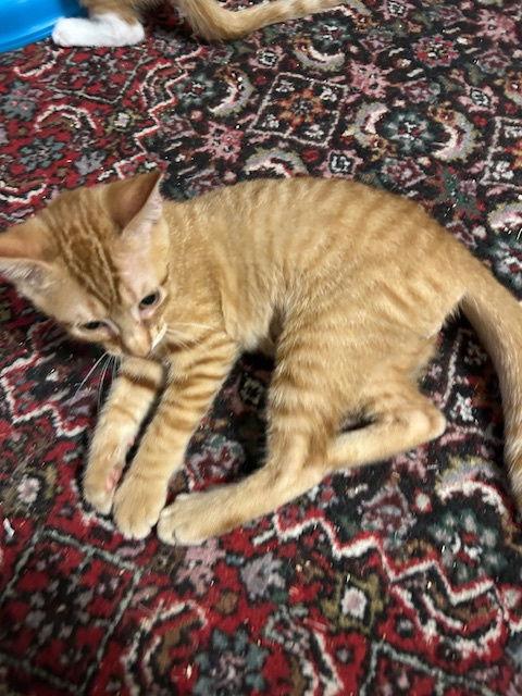 Enlarge Sammy, a Adopted Tabby in Orlando, FL image 2/3