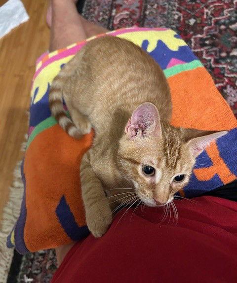 Enlarge Sammy, a Adopted Tabby in Orlando, FL image 3/3