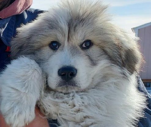 Statler, a Adoptable Great Pyrenees in GUERNSEY, WY image 1/5