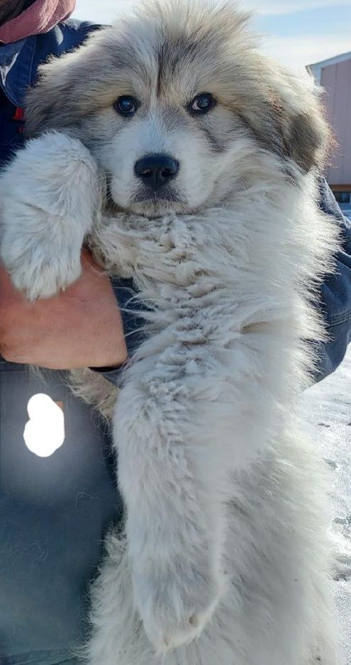 Statler, a Adoptable Great Pyrenees in GUERNSEY, WY image 2/5