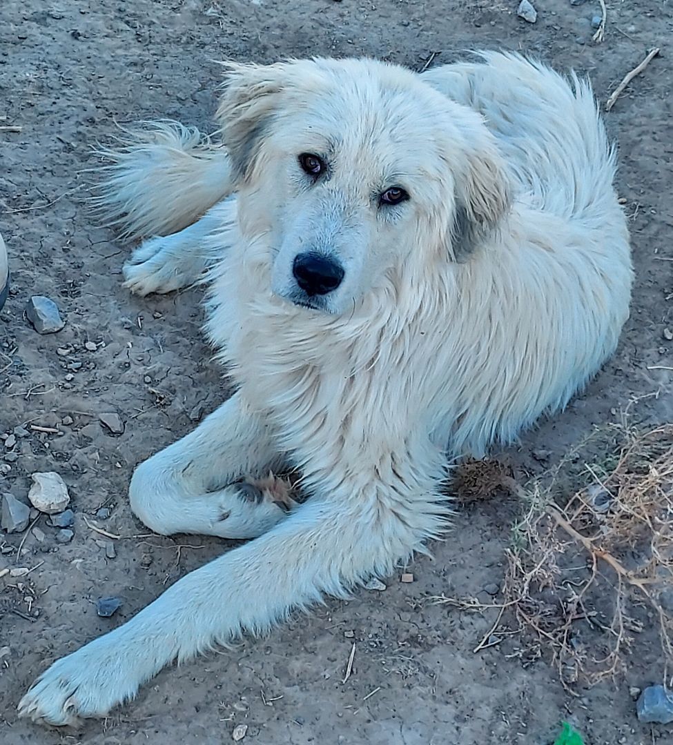 Statler, a Adoptable Great Pyrenees in GUERNSEY, WY image 3/5