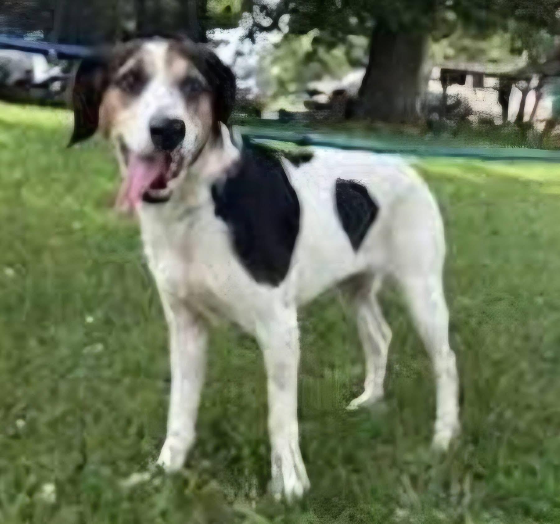 Enlarge Izzy, a Adoptable mixed breed in Spring Hill, TN image 3/6