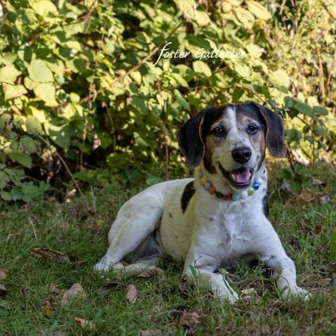 Enlarge Izzy, a Adoptable mixed breed in Spring Hill, TN image 2/6