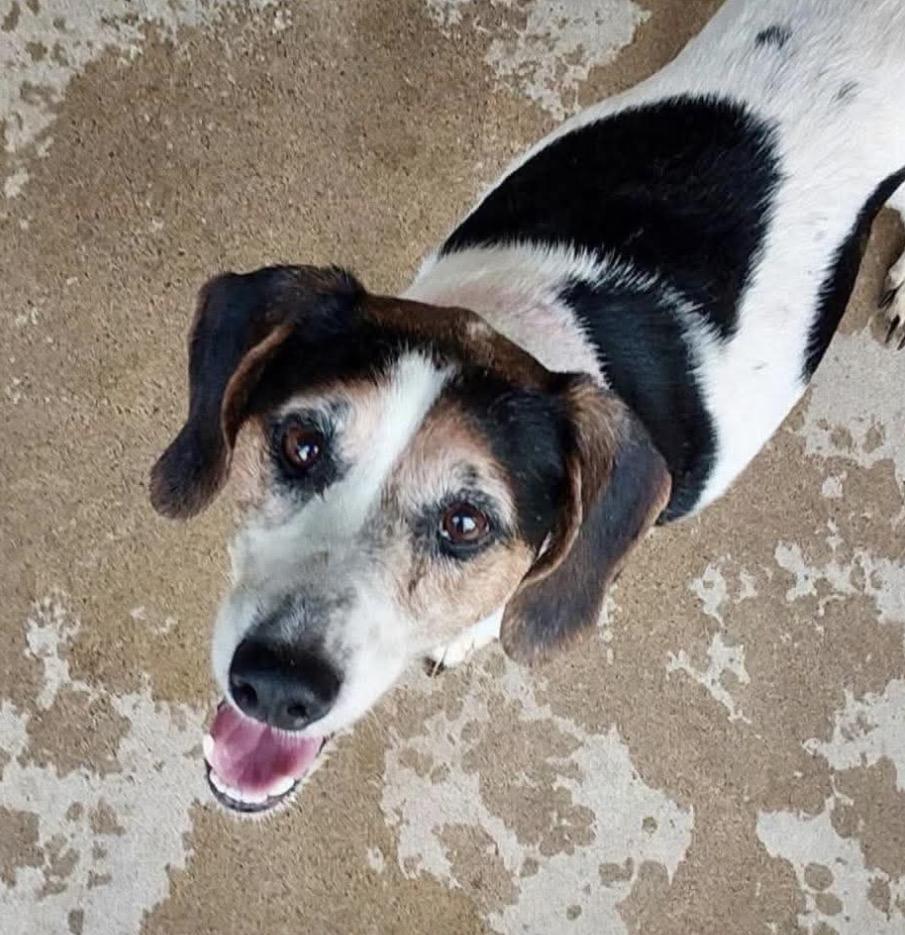 Enlarge Izzy, a Adoptable mixed breed in Spring Hill, TN image 1/6