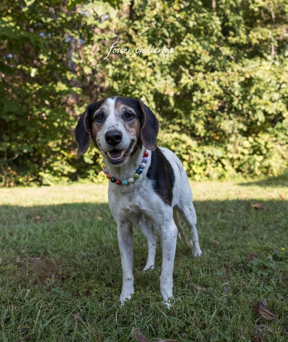 Enlarge Izzy, a Adoptable mixed breed in Spring Hill, TN image 6/6