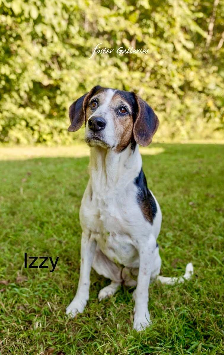Enlarge Izzy, a Adoptable mixed breed in Spring Hill, TN image 5/6