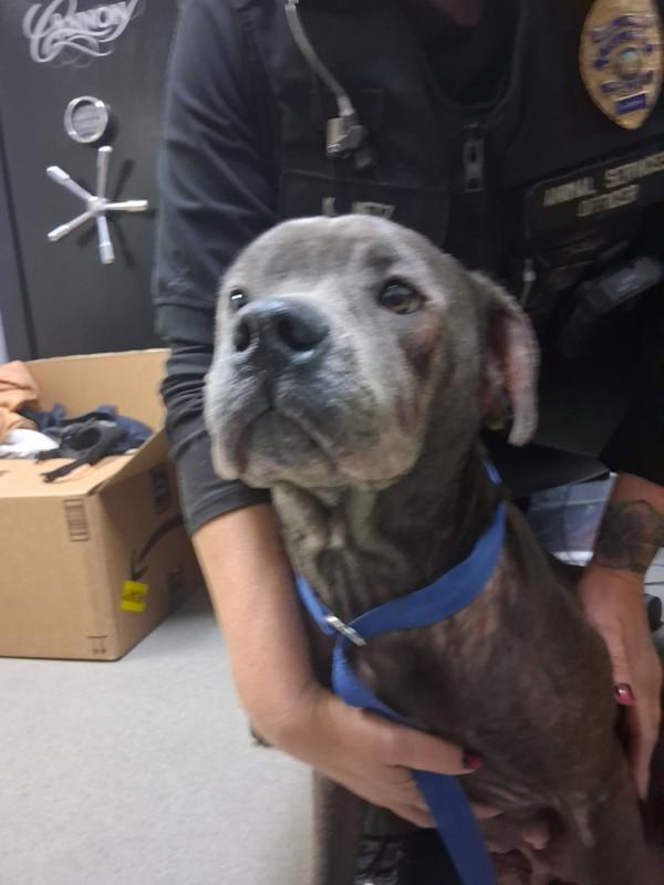 Cinder, Adoptable, Adult Female American Staffordshire Terrier.