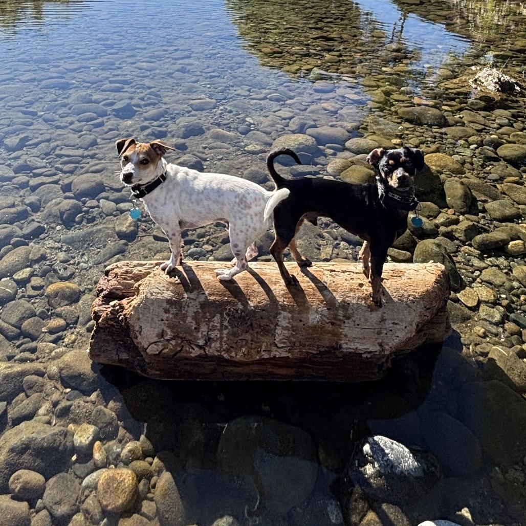 Tama, a Adoptable mixed breed in Cashmere, WA image 1/6