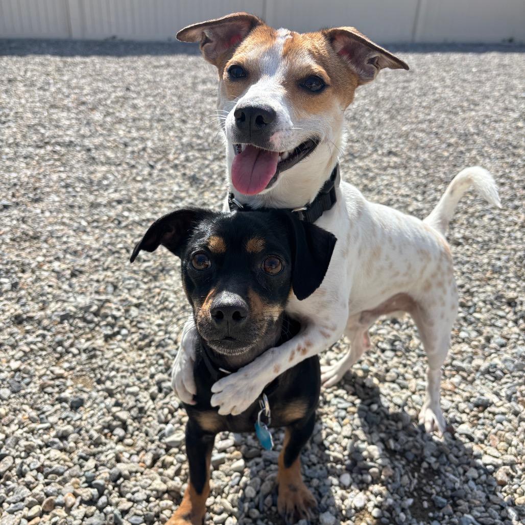 Tama, a Adoptable mixed breed in Cashmere, WA image 2/6