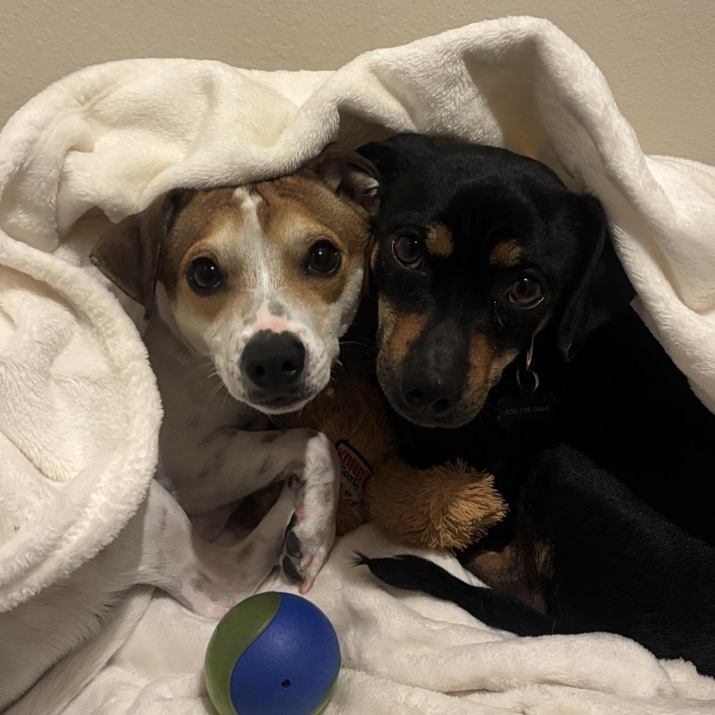 Tama, a Adoptable mixed breed in Cashmere, WA image 3/6