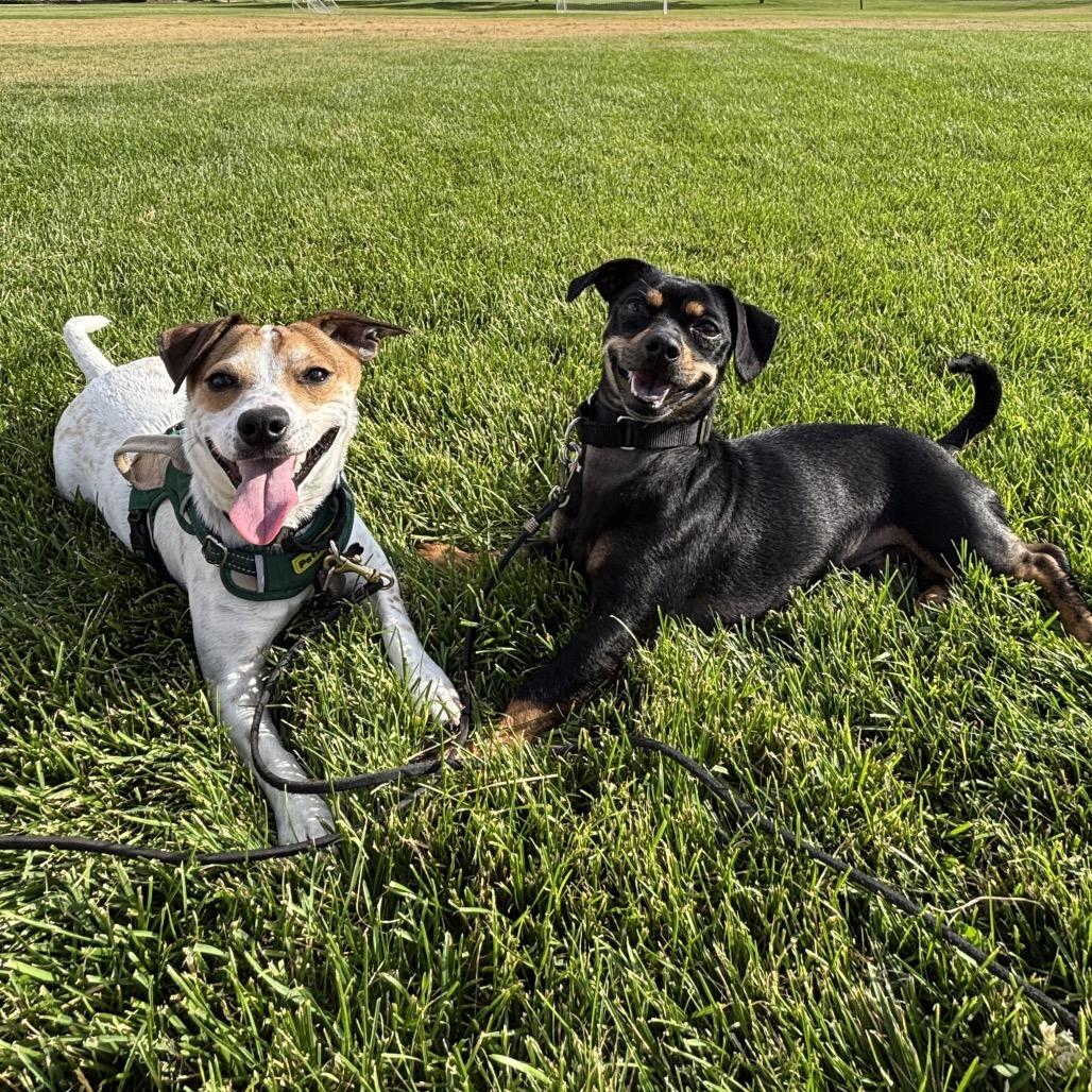 Tama, a Adoptable mixed breed in Cashmere, WA image 5/6