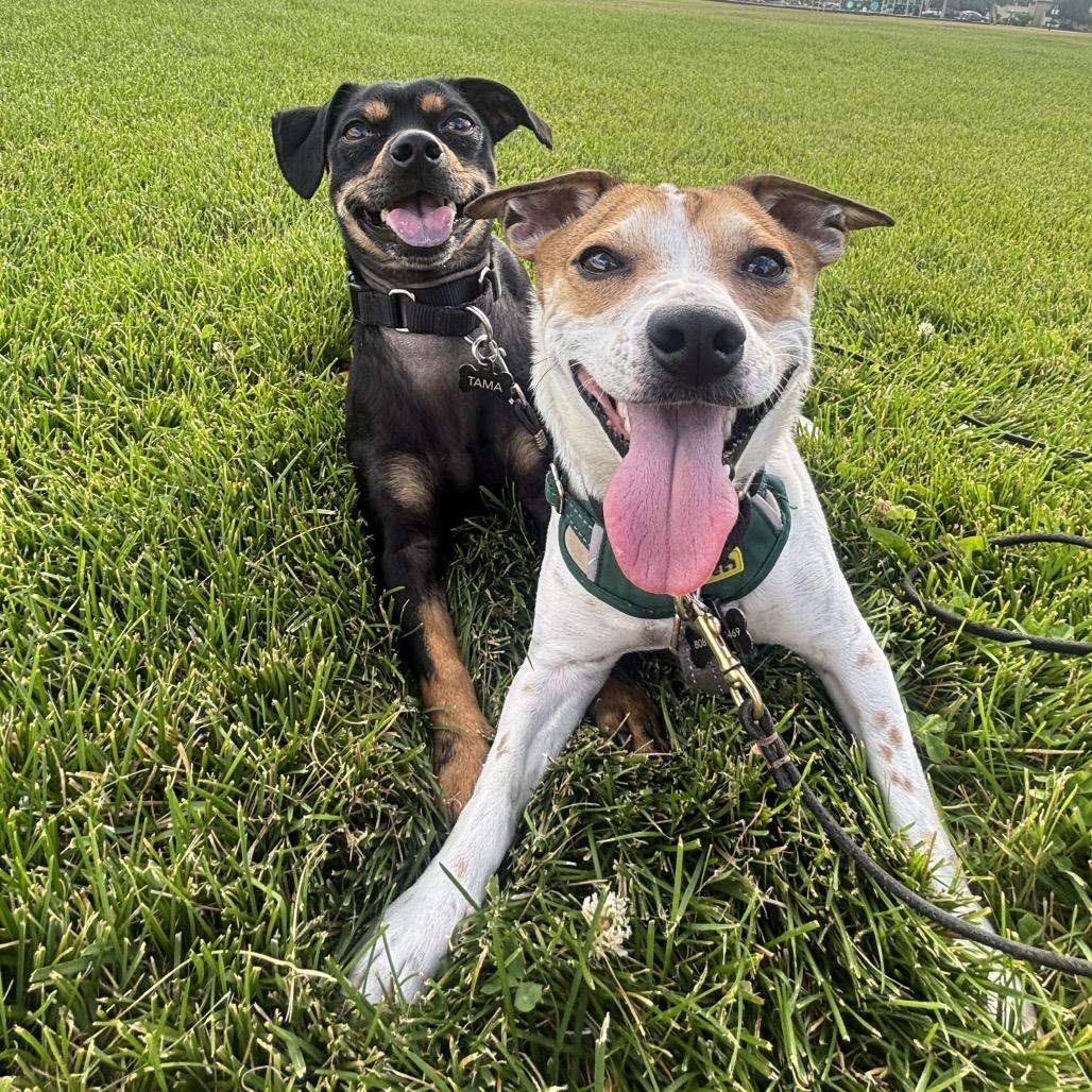Tama, a Adoptable mixed breed in Cashmere, WA image 6/6