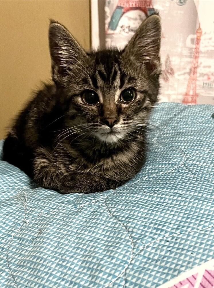 Beef Cake (male), Adoptable, Kitten Male Domestic Short Hair.