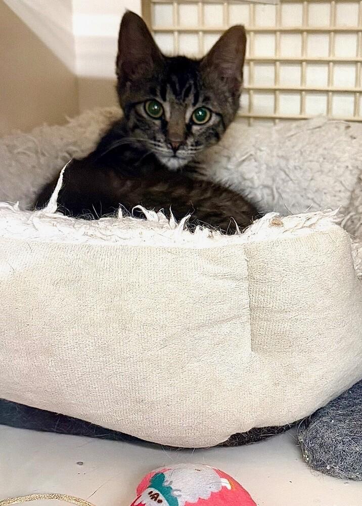 Enlarge Beef Cake (male), a Adoptable Domestic Short Hair in Little Rock, AR image 2/5