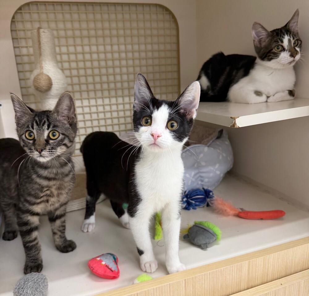 Enlarge Beef Cake (male), a Adoptable Domestic Short Hair in Little Rock, AR image 3/5