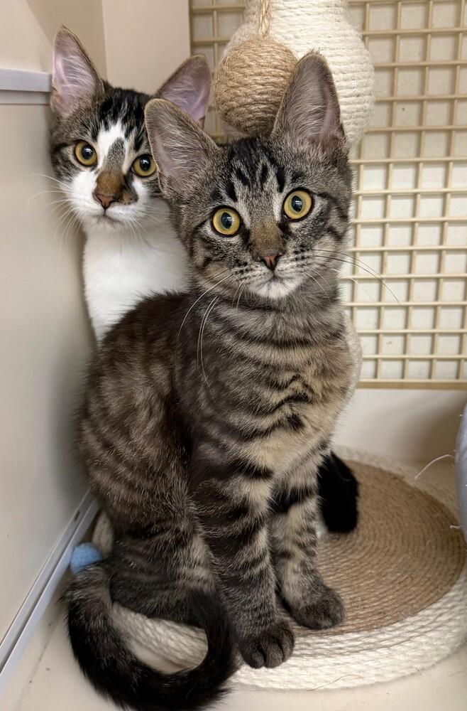 Enlarge Beef Cake (male), a Adoptable Domestic Short Hair in Little Rock, AR image 4/5