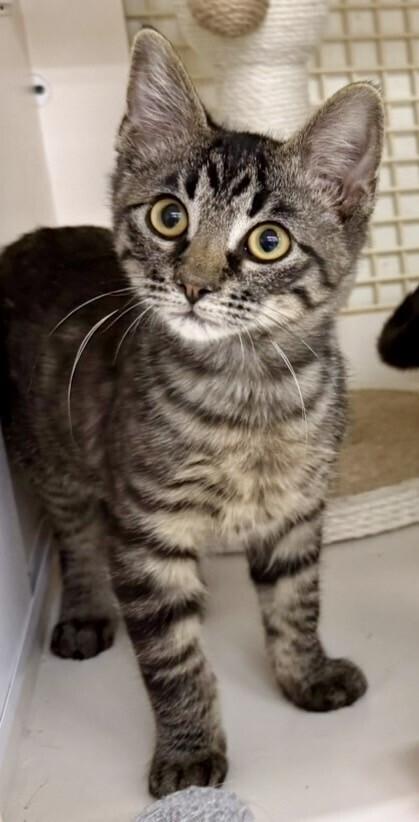 Enlarge Beef Cake (male), a Adoptable Domestic Short Hair in Little Rock, AR image 5/5