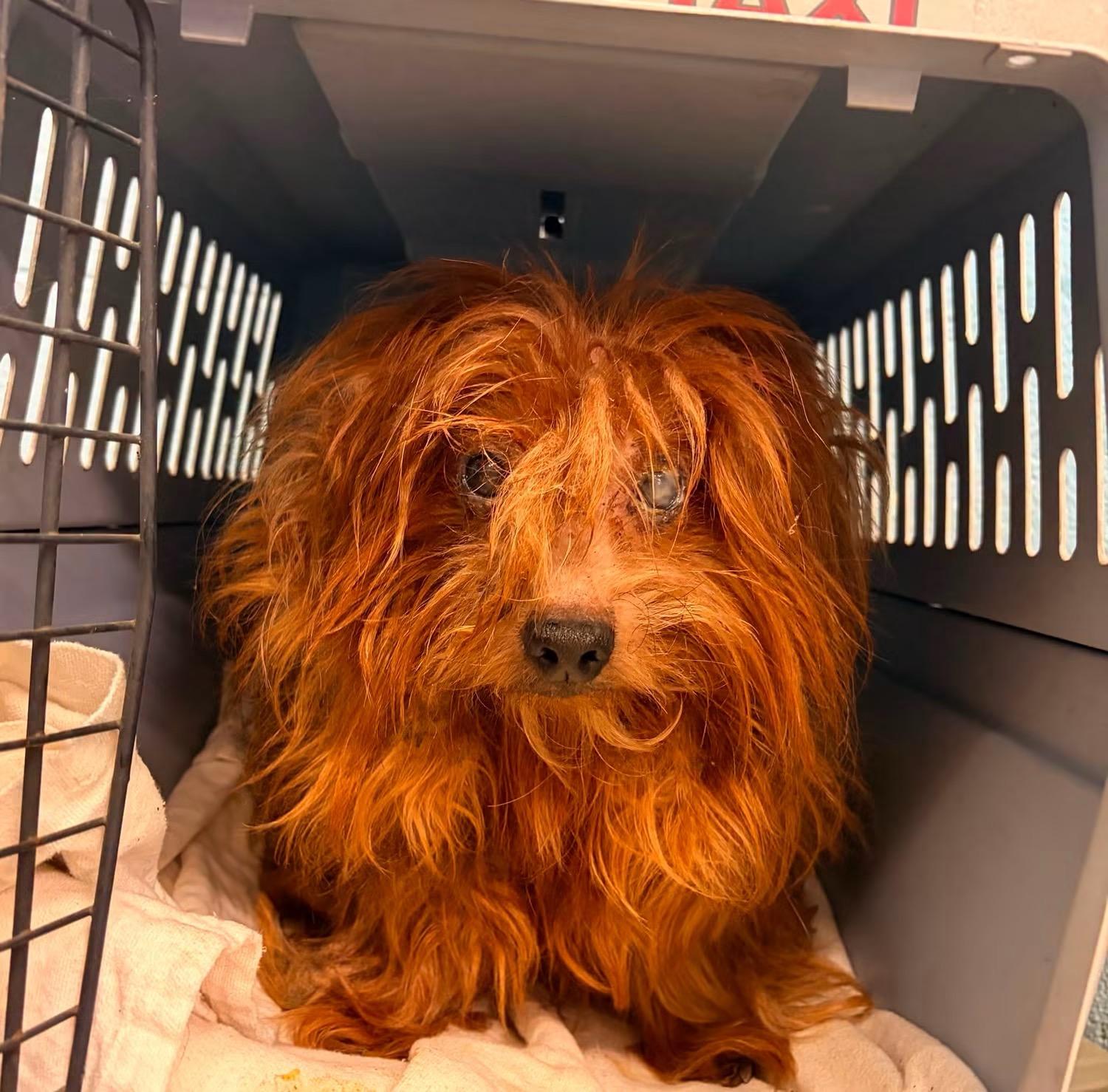 Raisin, a Adoptable Yorkshire Terrier in Knoxville, TN image 1/3