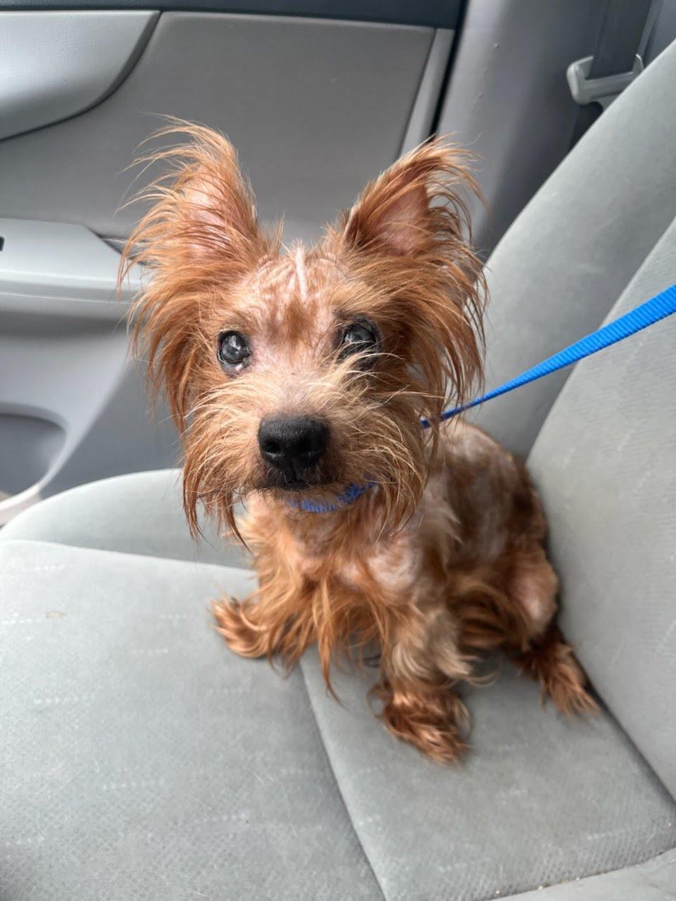 Raisin, a Adoptable Yorkshire Terrier in Knoxville, TN image 2/3