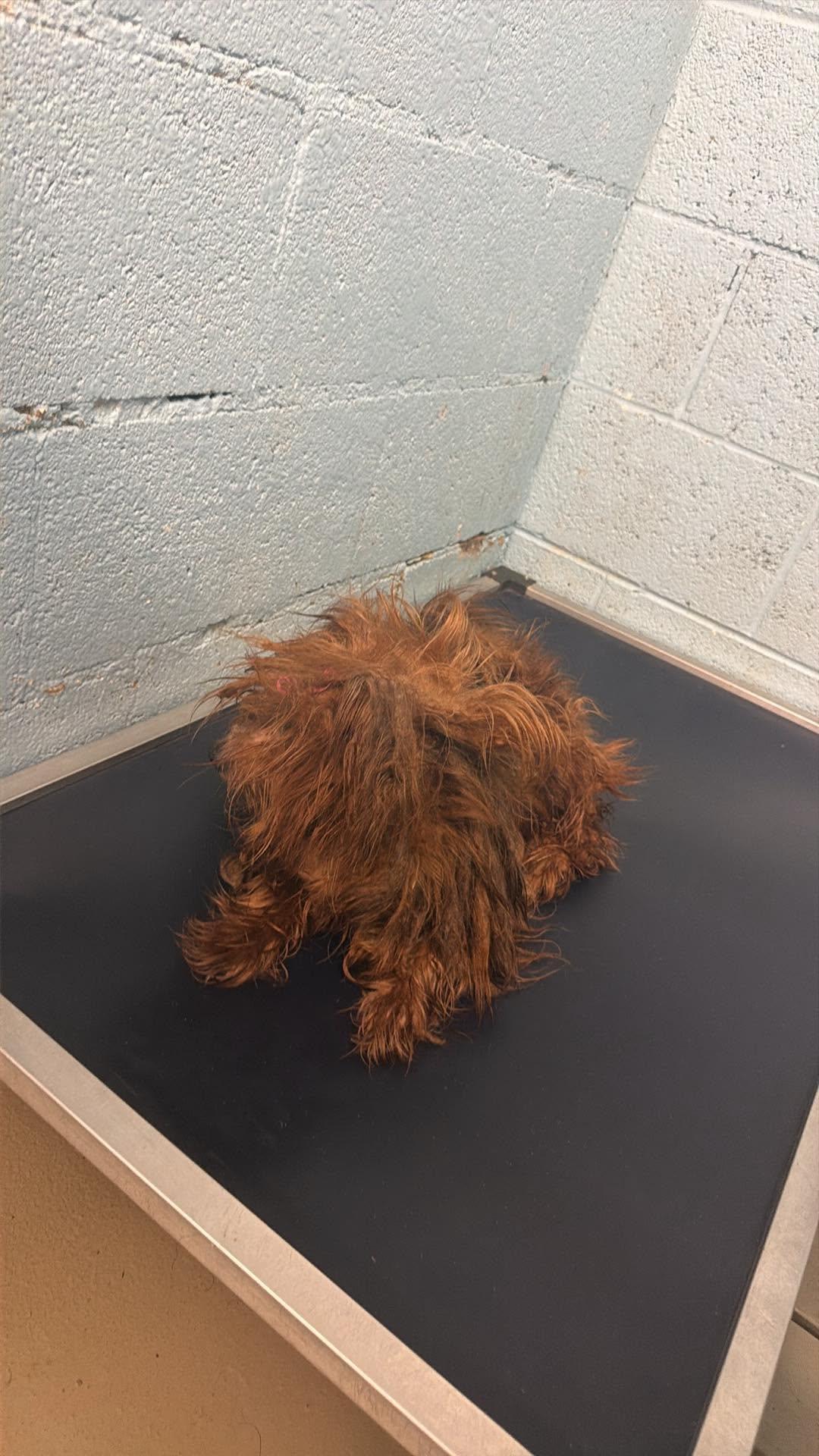 Raisin, a Adoptable Yorkshire Terrier in Knoxville, TN image 3/3