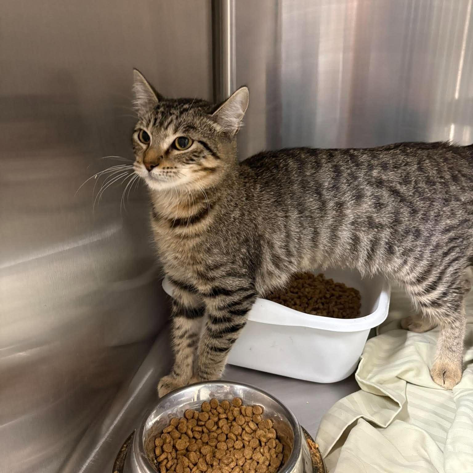 Twister, Adoptable, Kitten Female Domestic Short Hair.